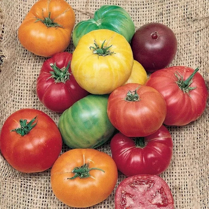 Rainbow Beefsteak Tomato Seeds - 30+ Heirloom Organic Non-GMO Varieties for Home Gardening