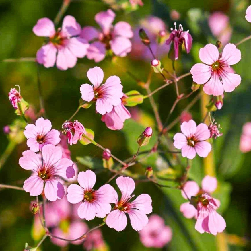 Pink Beauty Soapwort Seeds - Saponaria Officinalis Ground Cover, Pink Flowers, Perennial, 100 Seeds
