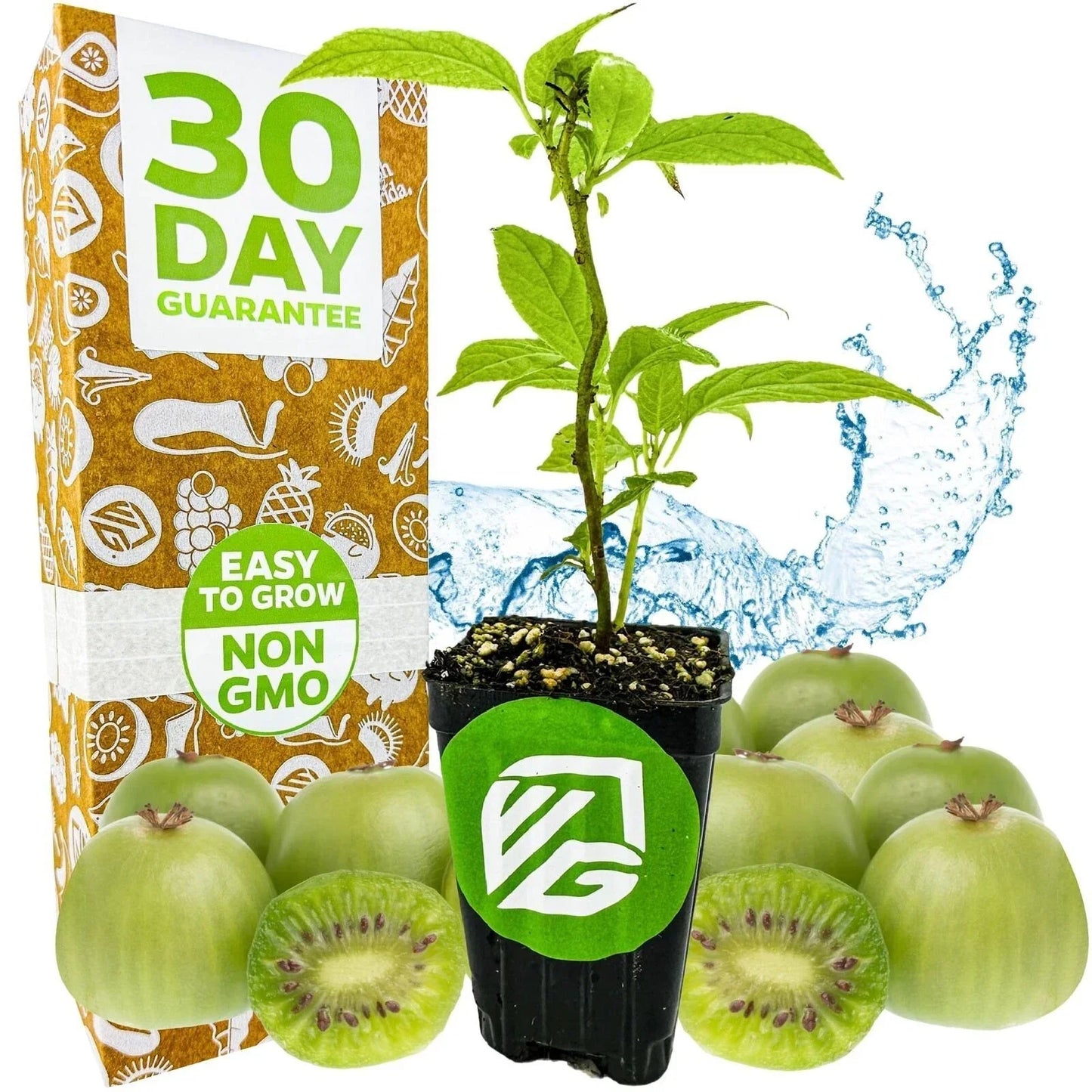 Issai Kiwi Live Plant - Hardy Actinidia arguta in 3-Inch Pot for Home Garden