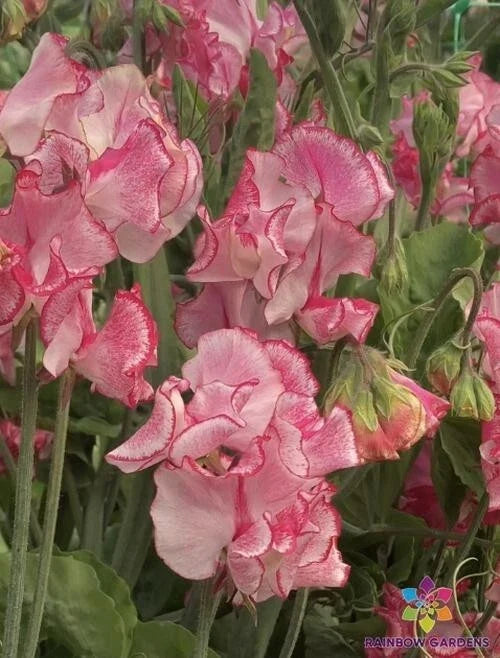 Sweet Pea Seeds - Semi-Dwarf Variety - Marie's Melody - Lathyrus odoratus - Garden Flowers, Fragrant Blooms, USA Grown