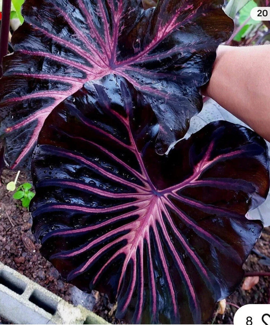 Black Lava Elephant Ear Plant - Small Rooted Starter - Colocasia esculenta Tropical Houseplant for Indoor & Outdoor Gardening