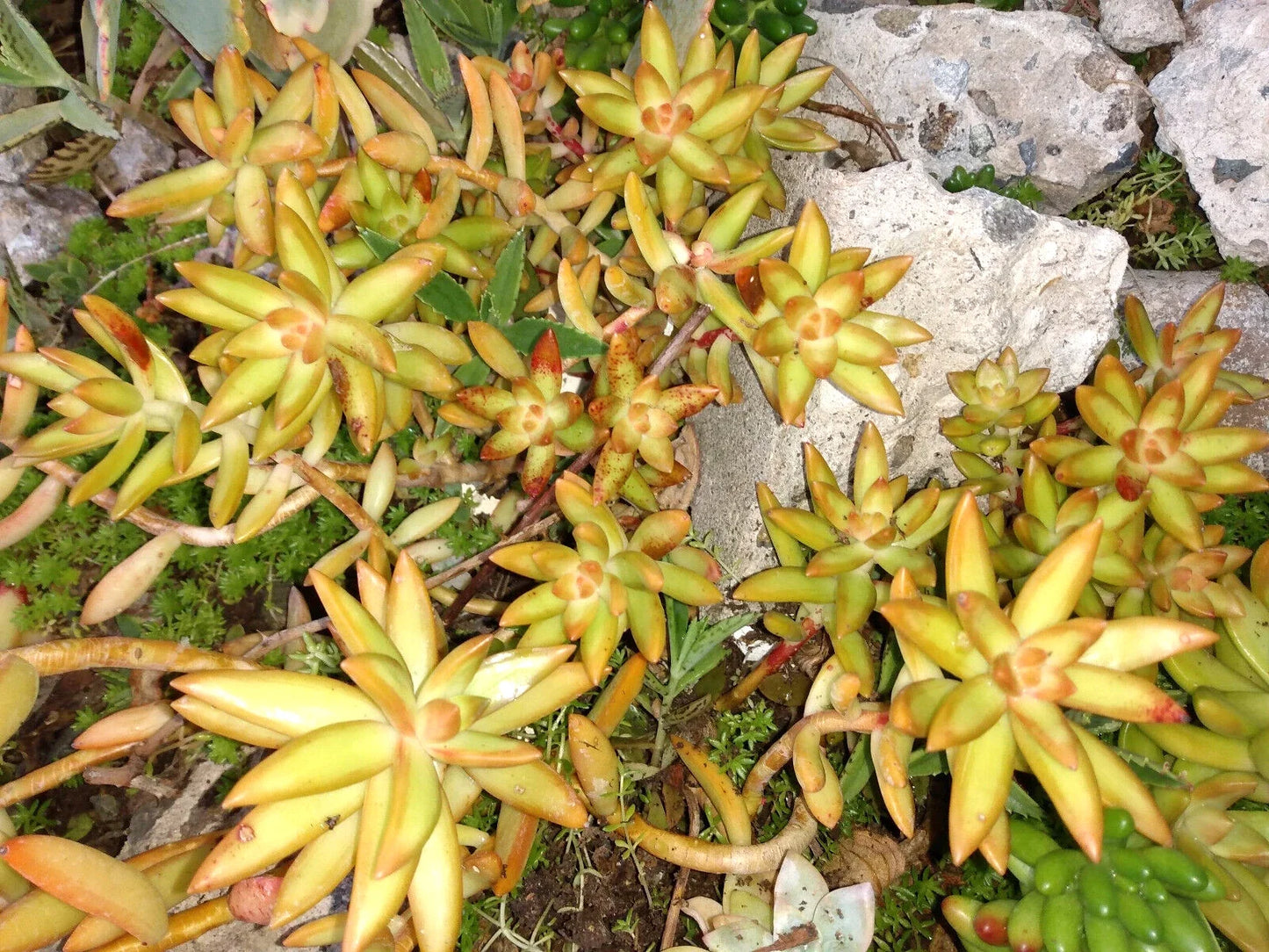 Succulent Plant 4-6" FireStorm Sedum Adolphi with Yellow-Orange Foliage, Drought Tolerant, Live Rooted Succulent