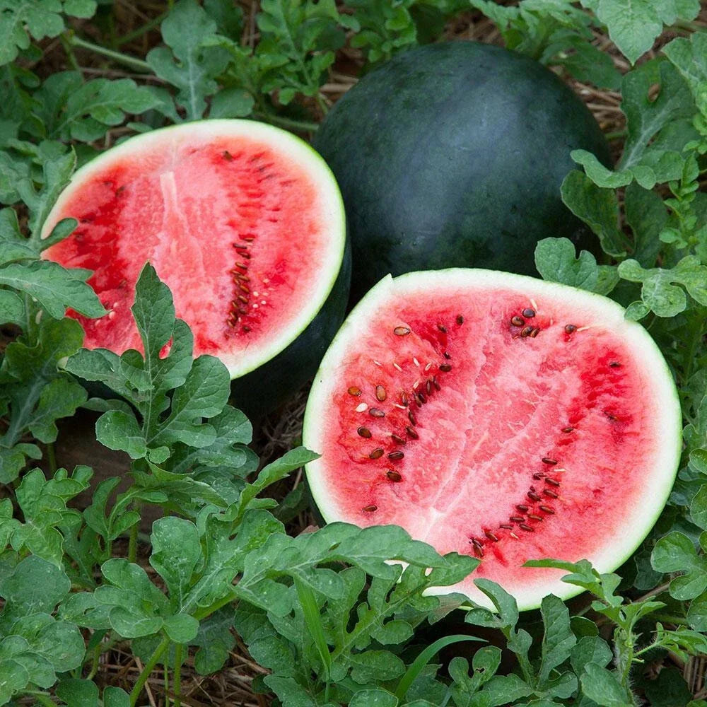 Sugar Baby Watermelon Seeds - 25+ Heirloom Non-GMO Citrullus lanatus