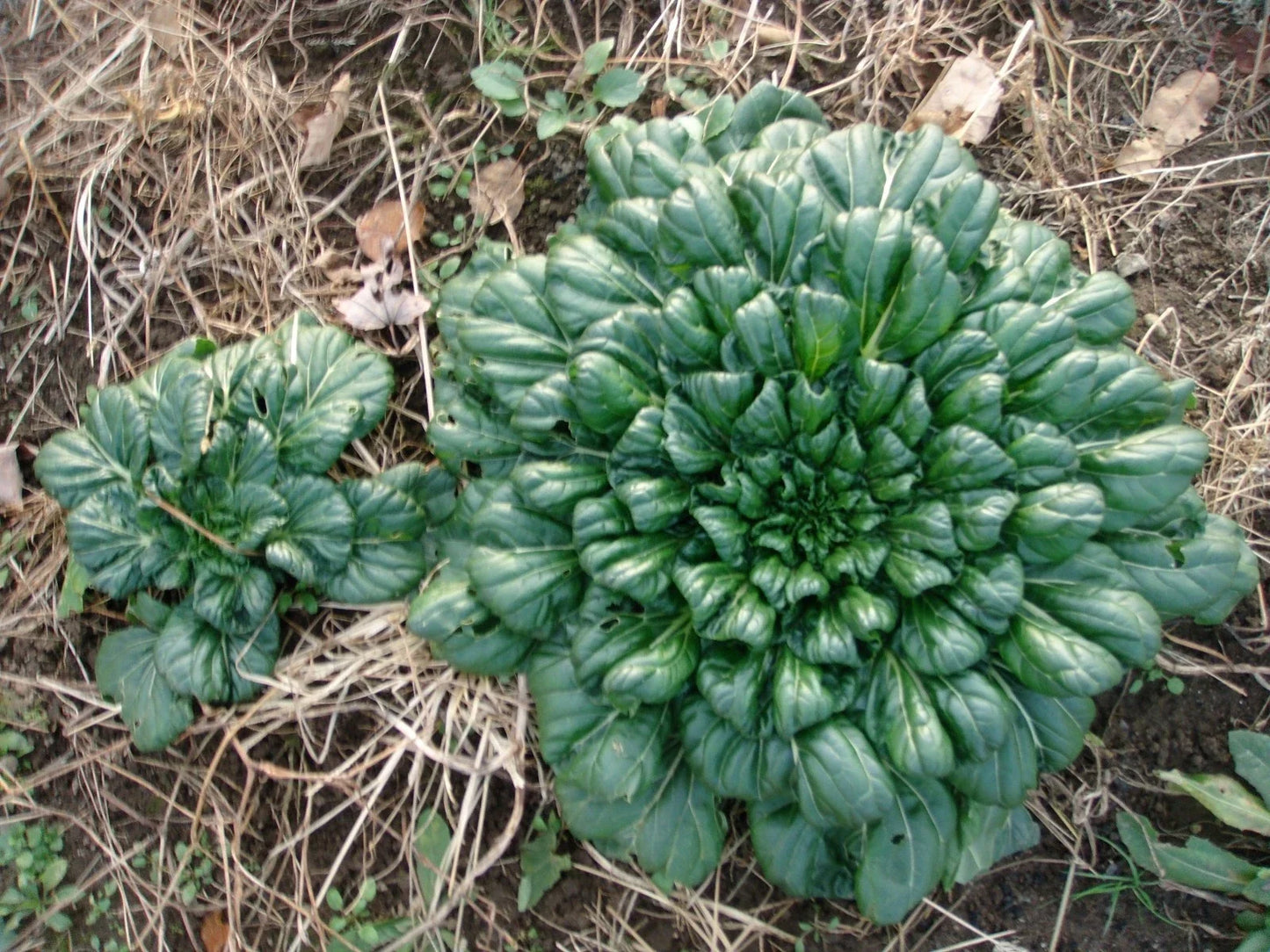 Tah Tsai Cabbage Seeds - Brassica rapa var. narinosa, Easy to Grow, Vitamin-Rich, Compact Annual for Soup & Stir-Fry
