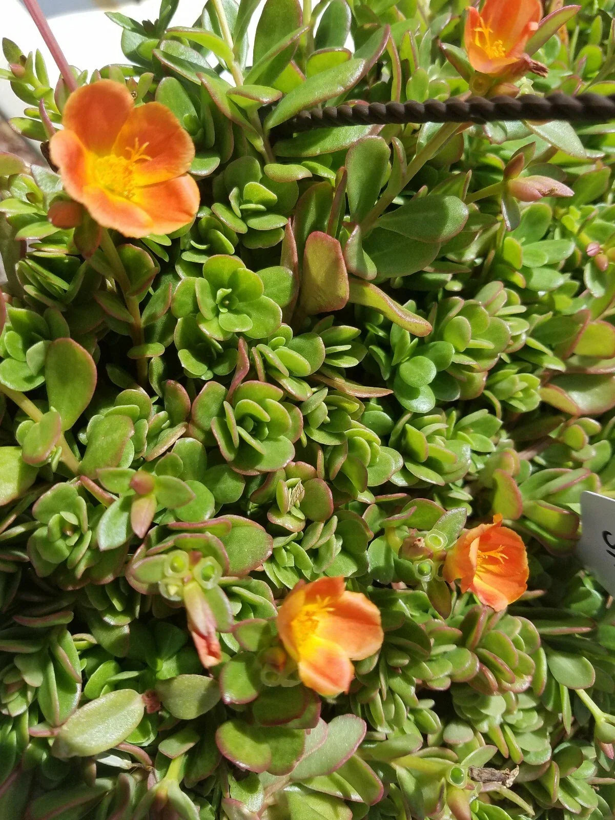 Coral Pink Purslane Cuttings - Portulaca oleracea Single Flower Variety