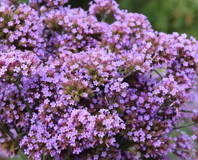 Verbena Seeds - 25 Pack - Finesse Verbena Bonariensis - Perennial Flowering Plant for Borders & Pollinators