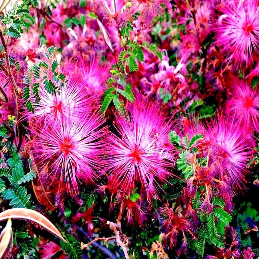 Pink Fairy Duster Seeds - RARE Mesquitella eriophylla Flowering Drought-Tolerant Garden Seed
