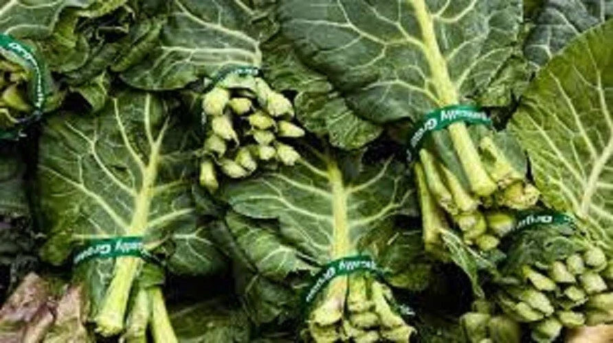 Premium Organic Heirloom Georgia Southern Collard Greens Seeds – Non-GMO, Vegetable Gardening, Brassica oleracea var. viridis