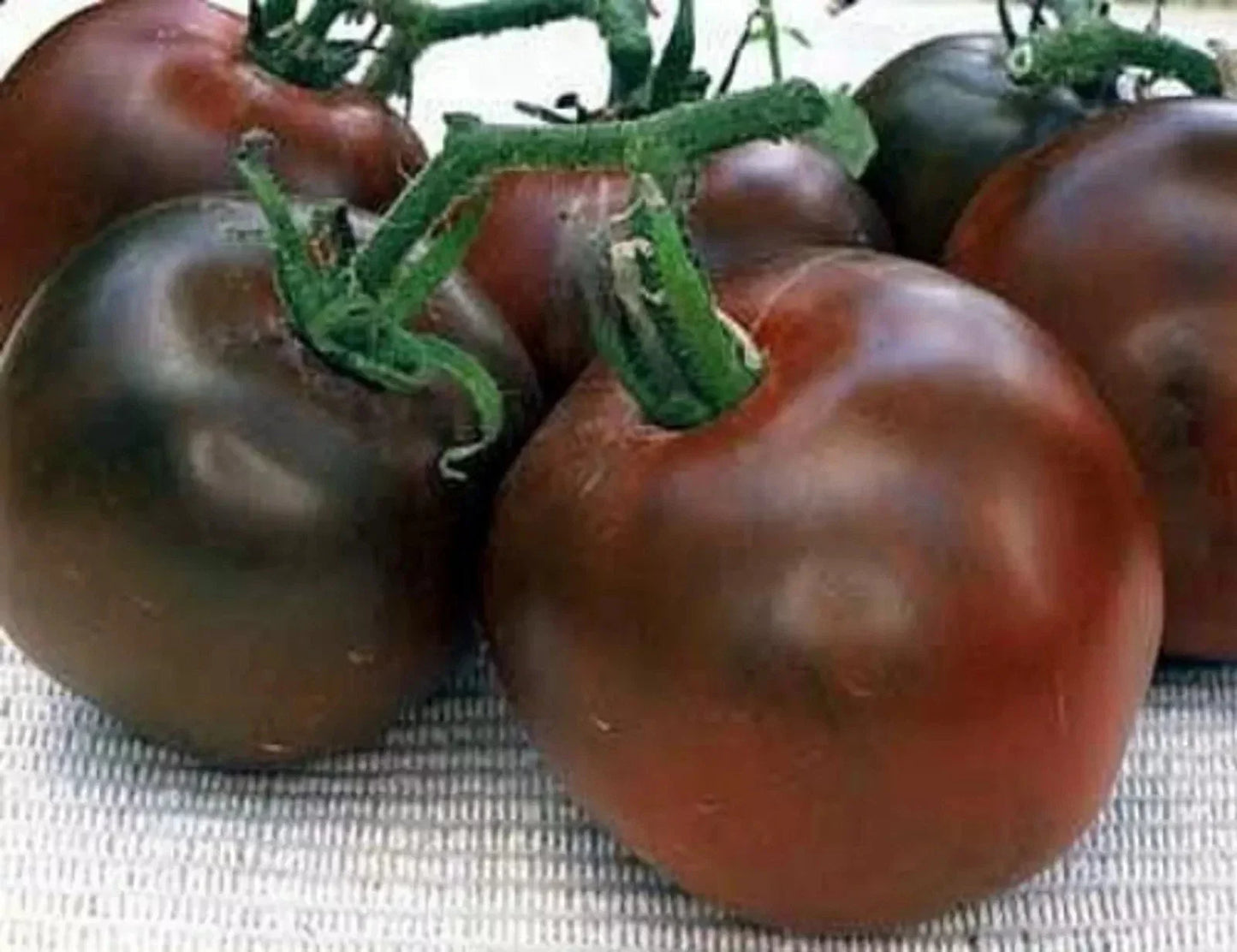 Black Prince Tomato Seeds - 30+ Organic Heirloom Non-GMO - Solanum lycopersicum