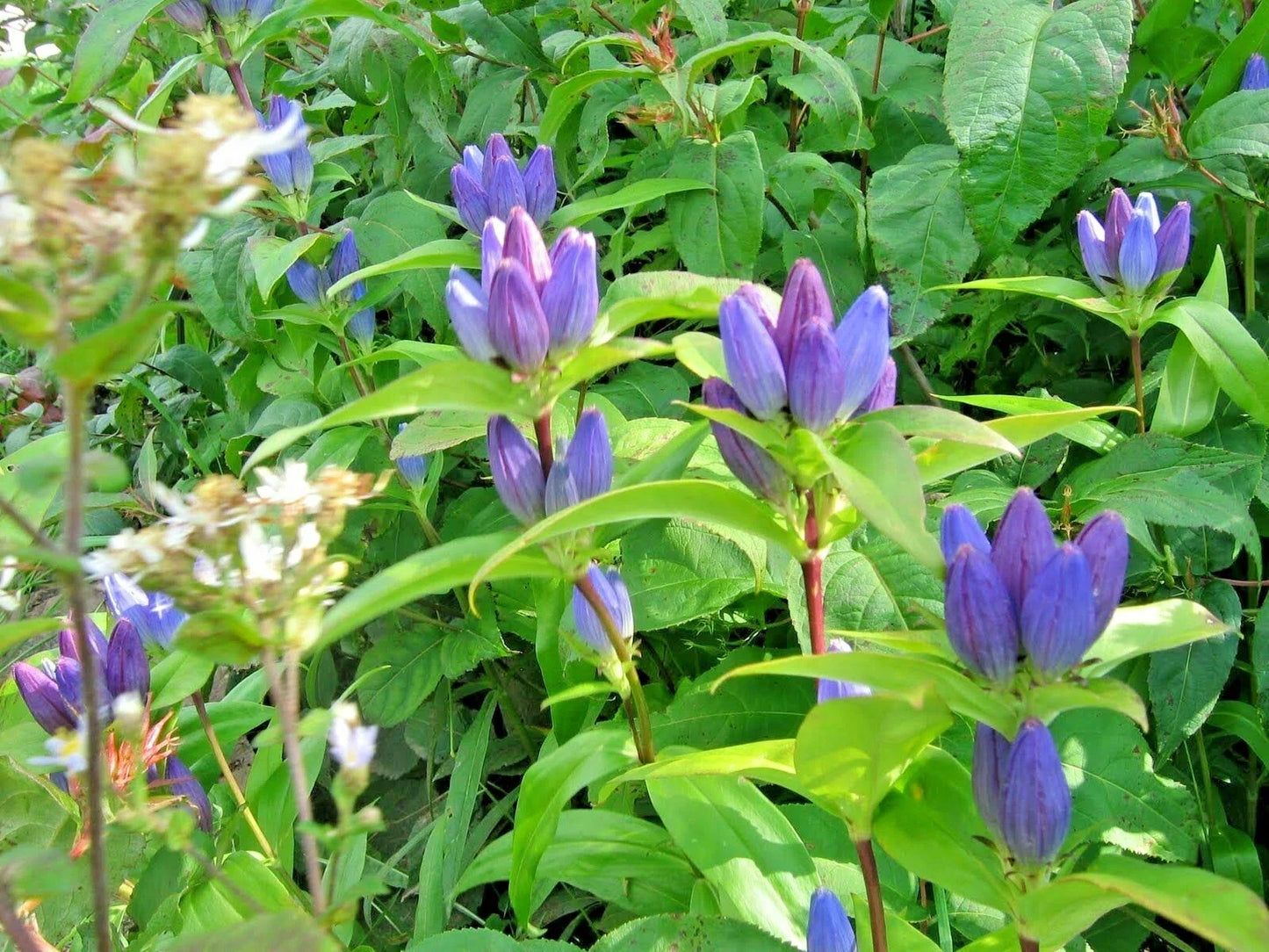 Gentian Seeds - 301+ Count - Perennial Native Wildflower for Shade Gardens - Gentiana spp.