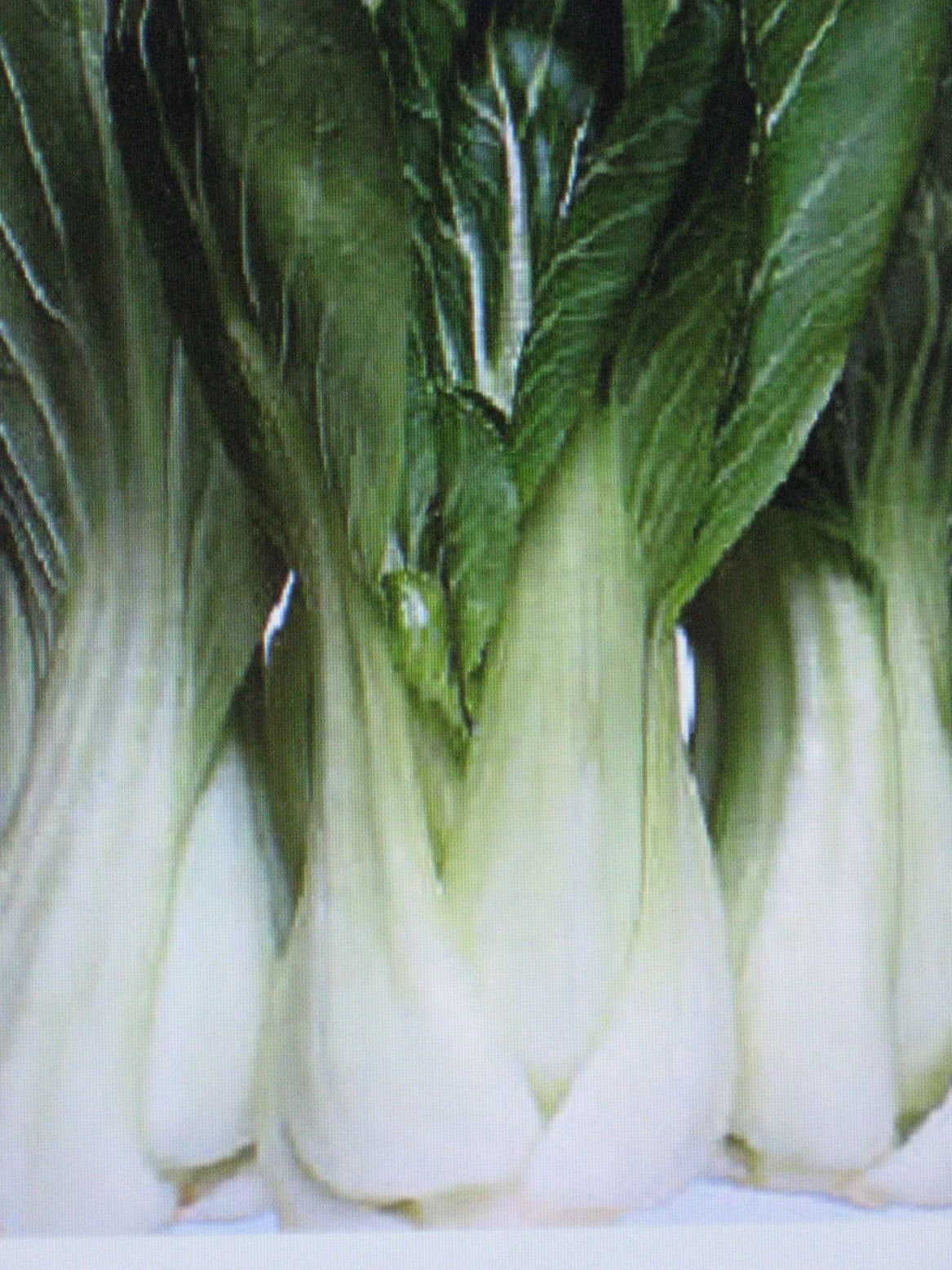Pak Choi Cabbage Seeds - Organic Brassica rapa var. chinensis, 100 Pack for Gardening, Fast-Growing, Non-GMO, Suitable for Containers