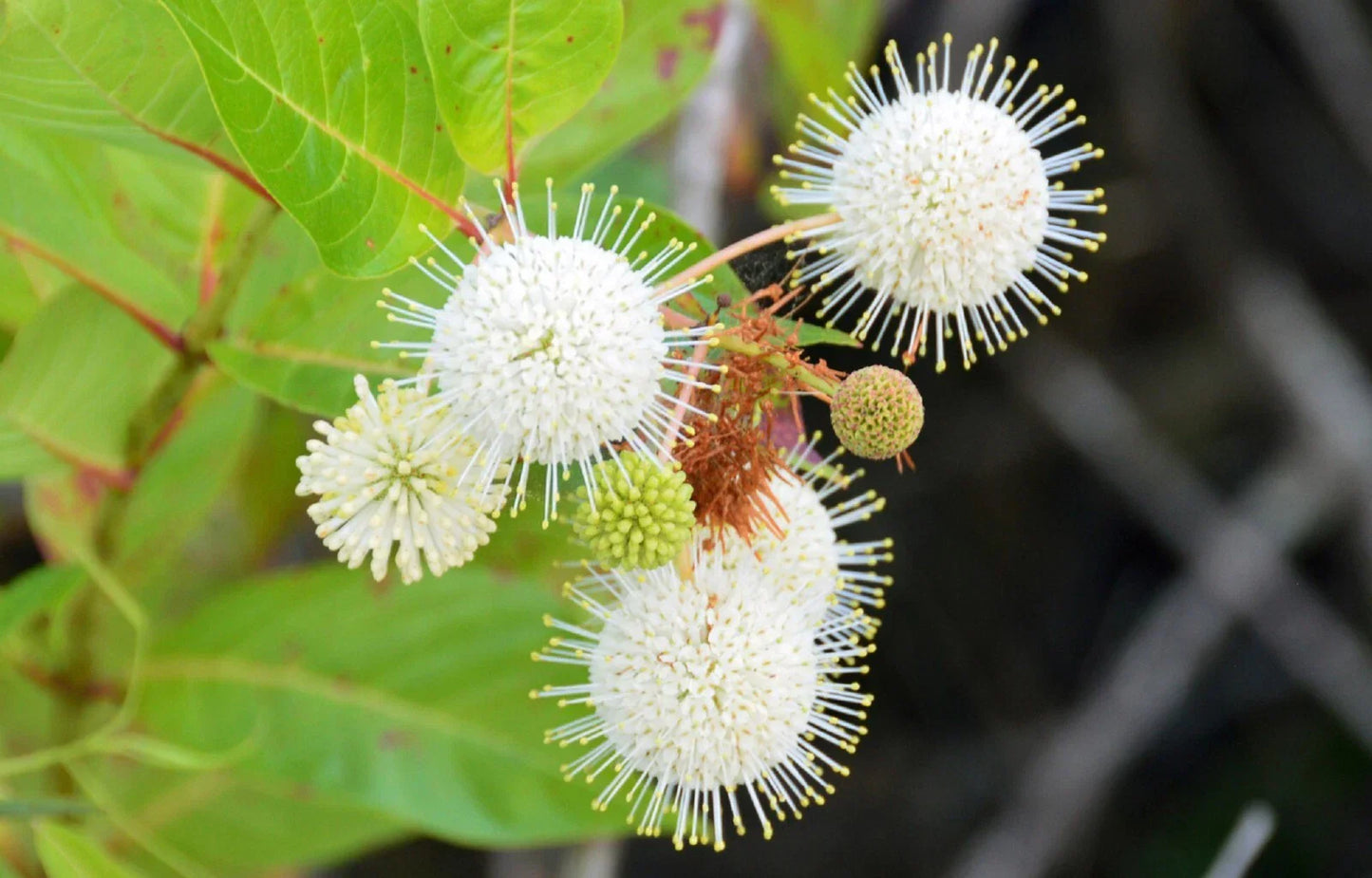 Buttonbush Seeds - 15+ Cephalanthus occidentalis Seeds - Ornamental Shrub