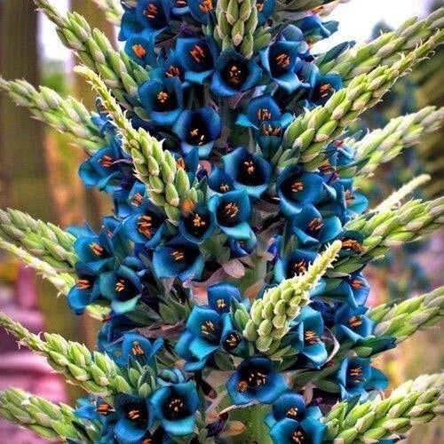 Blue Sapphire Tower Plant Seeds - Puya alpestris - Rare Tropical Succulent with Blue Flowers - 10+ Seeds