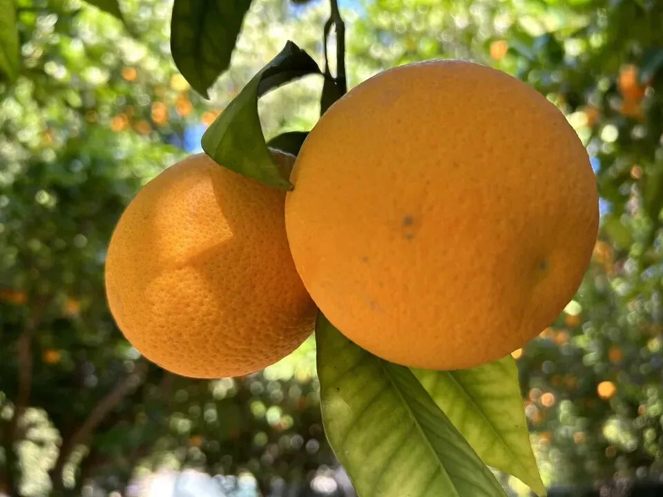 Orange Fruit Seeds - 15 Pack Citrus Sinensis - 2024 USA Seller
