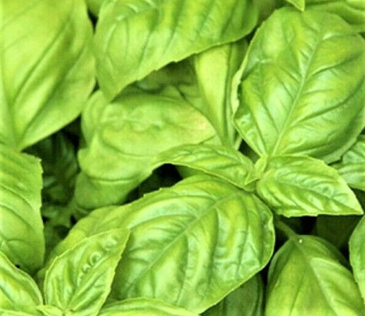 Large Leaf Italian Basil Seeds - 300+ Non-GMO Ocimum basilicum Herb Seeds