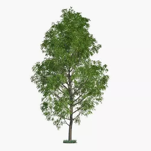 Hybrid Poplar Tree Cuttings - Fast Growing Privacy & Shade Trees - Populus deltoides x Populus nigra