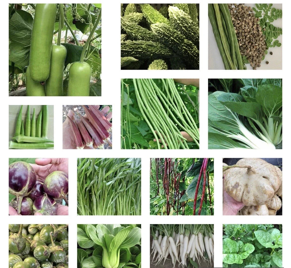 Asian Vegetable Seeds Packets - Non-GMO, Edible Plants for Home Garden, Includes Bok Choy, Chinese Cabbage & More