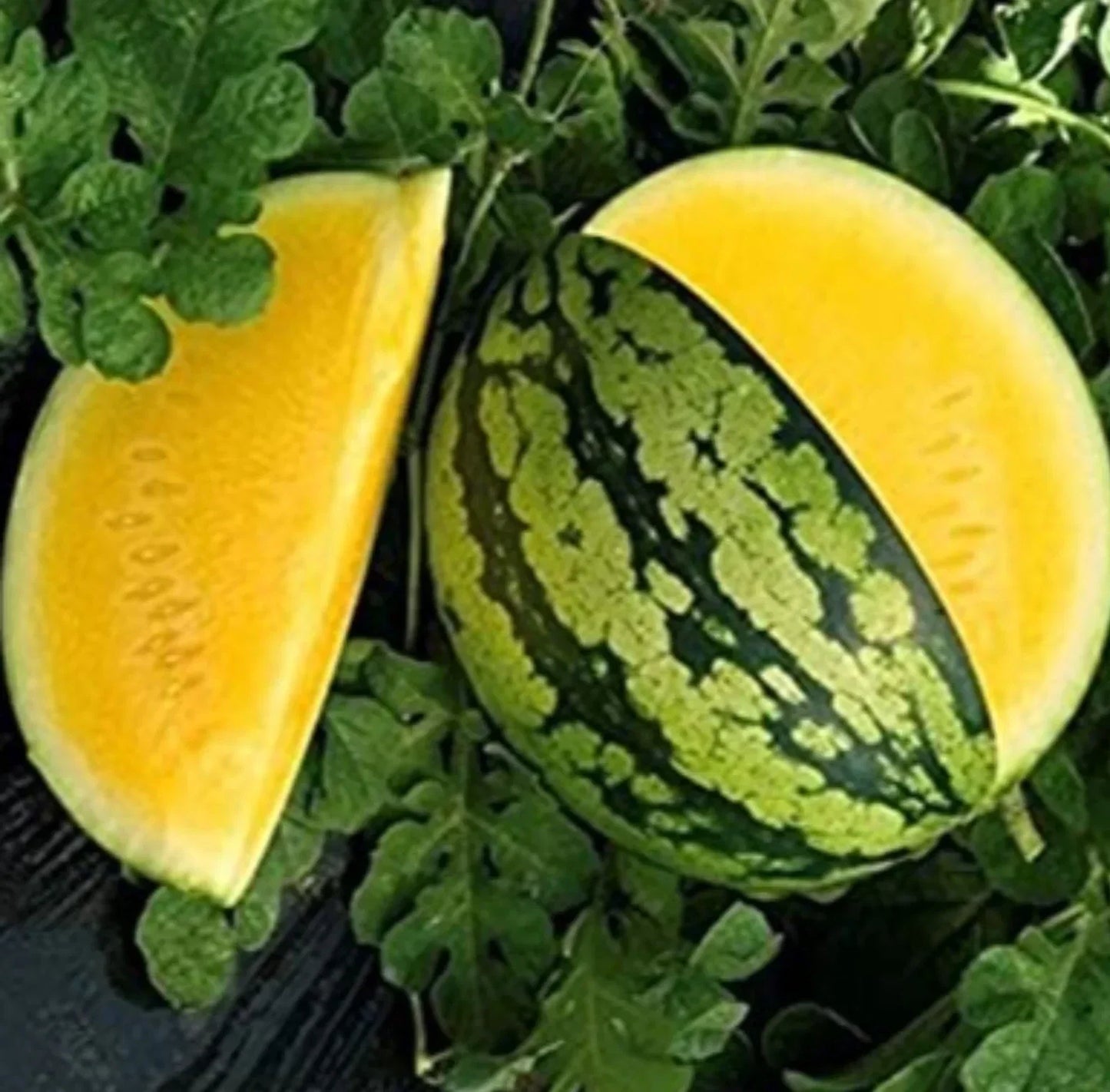 Yellow Gem Watermelon Seeds - Non-GMO Heirloom Citrullus lanatus - 10+ Seeds
