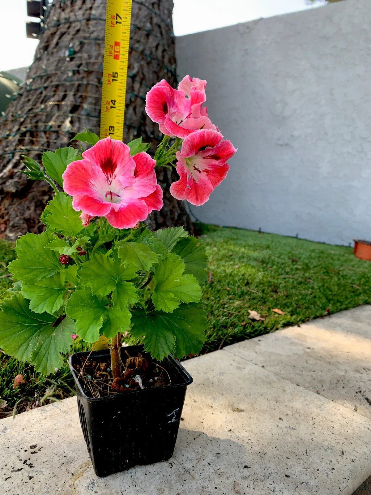 Unique Geranium Live Plant 12 Inch - Vibrant Pink Maroon with White Splash Pelargonium
