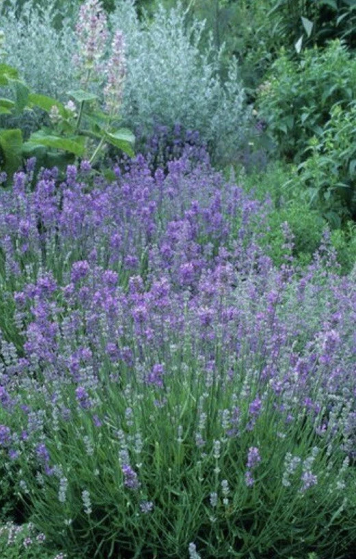 English Lavender Seeds - 600+ Non-GMO Lavandula angustifolia Herb Garden Starter for Fragrant Blooms