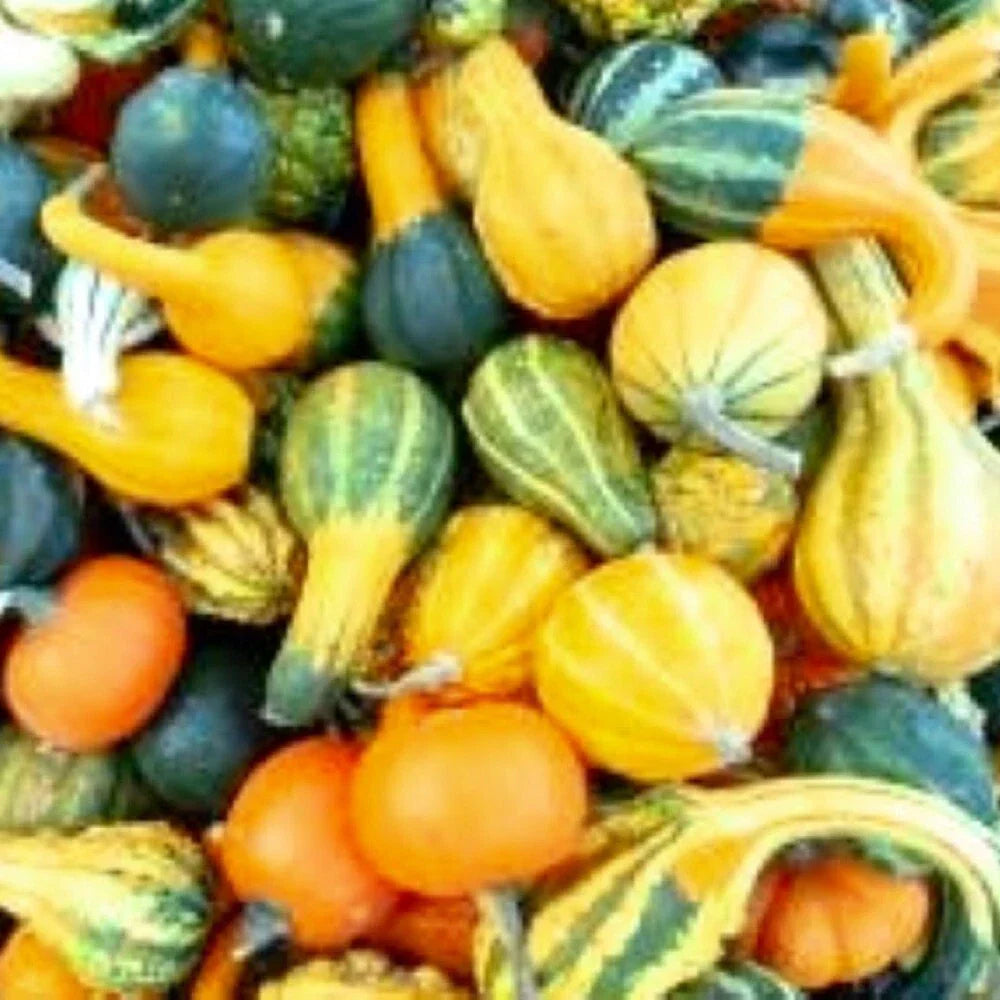Small Mix Gourds Seeds - Heirloom Non-GMO Garden Seeds for Fall Decor
