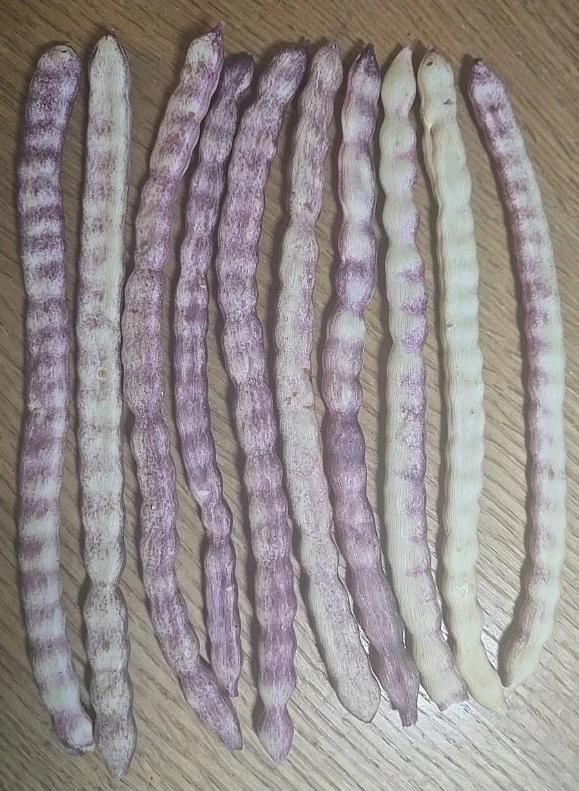 Velvet Mesquite Seed Pods - 10 Drought Tolerant Legume Seeds for Xeriscaping - Prosopis velutina Landscaping Plant