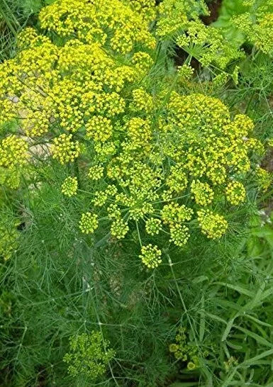 Dill Seeds 500+ Pack for Culinary & Pickling Anethum graveolens Herb Gardening