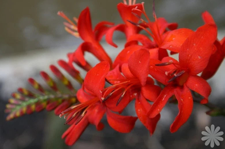 Crocosmia Lucifer Seeds - Bright Red Flowers, Easy to Grow, 100 Seeds, Clump-Forming Perennial, Full Sun, USA Seller