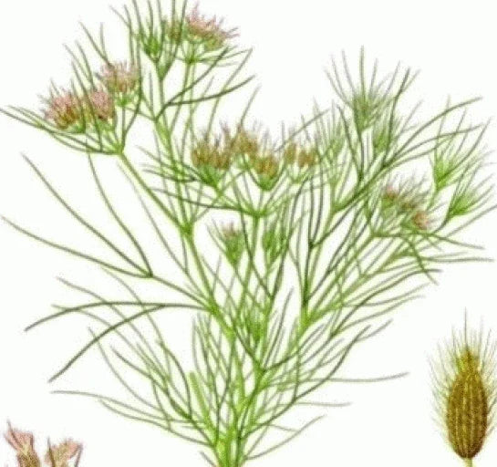 Fresh Cumin Seeds - 75 Pack, Cuminum cyminum, Non-GMO, Culinary Herb, Full Sun, Easy to Grow, USA Shipping