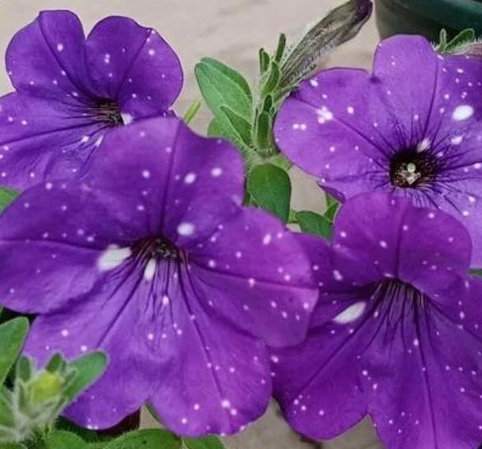 Petunia Seeds 50 Count Double Cascade Blue Pelleted Petunia x hybrida for Garden, Containers, Hanging Baskets