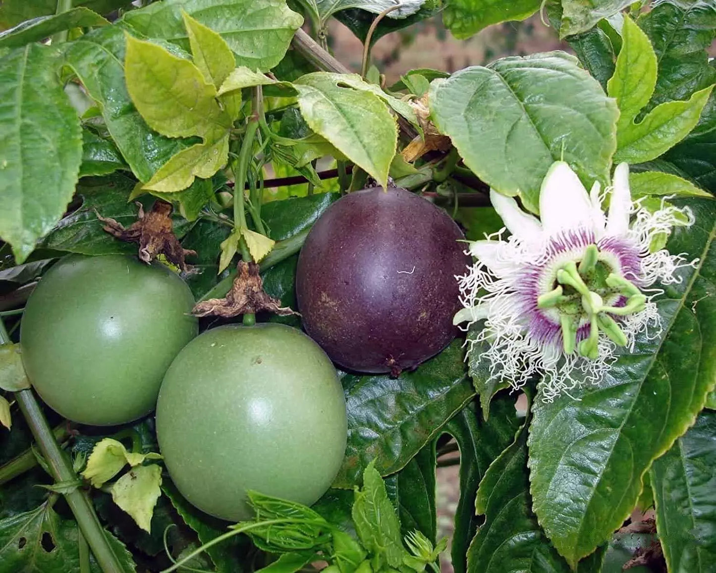 Passion Fruit Seeds - 20+ Passiflora edulis Tropical Fruit Vine for Home Garden, Container, Climbing Plant