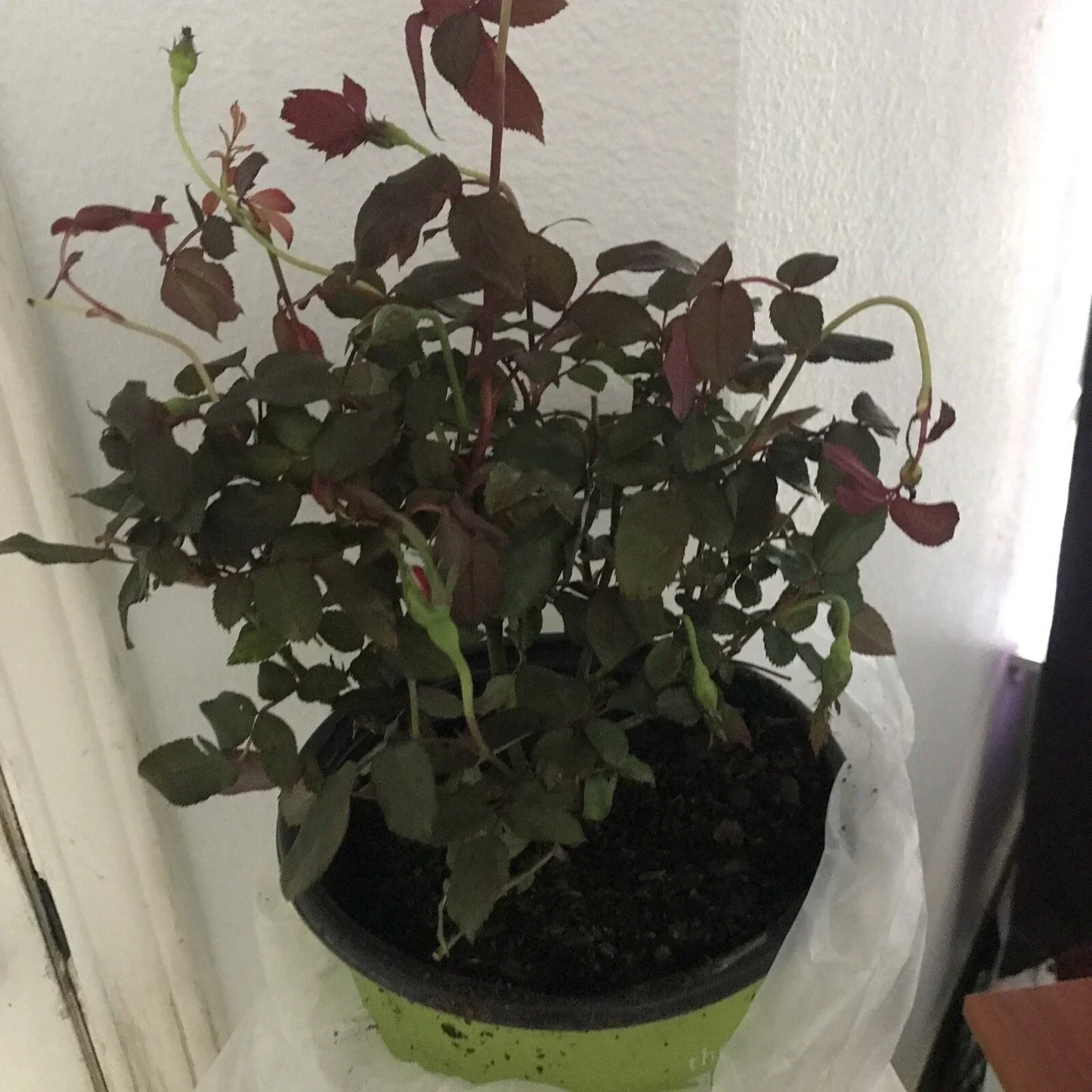 Double Red Knock Out Rose Plant 1 Gallon | Easy Care Full Sun Rosa 'Radrazz'