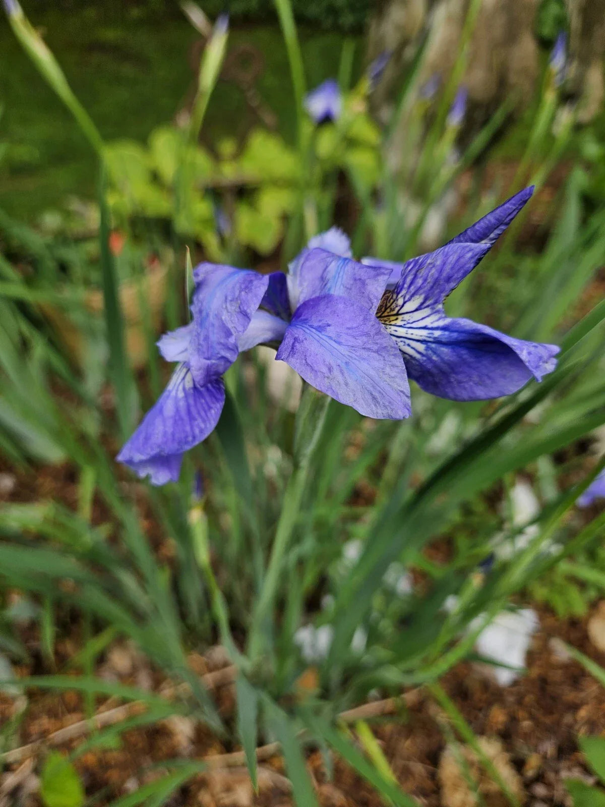Japanese Iris Lavender Beauty - 2 Bare Root Plants - Cold Resistant Perennials for Garden