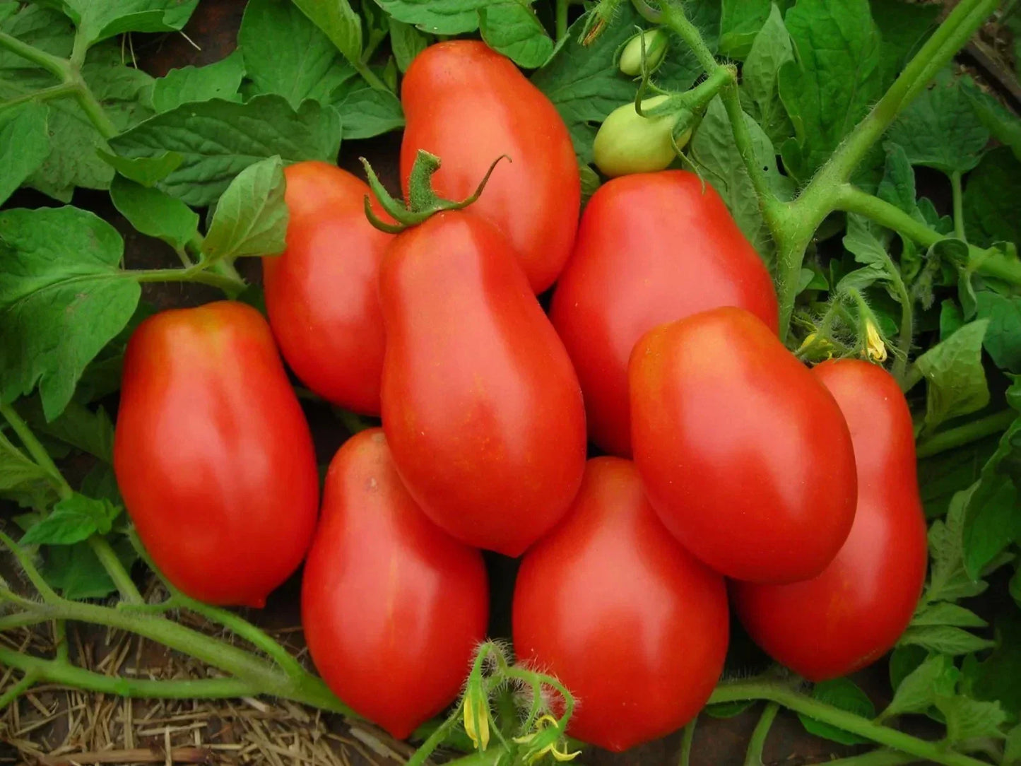 Roma Tomato Seeds - 120+ Heirloom Organic Non-GMO | Solanum lycopersicum