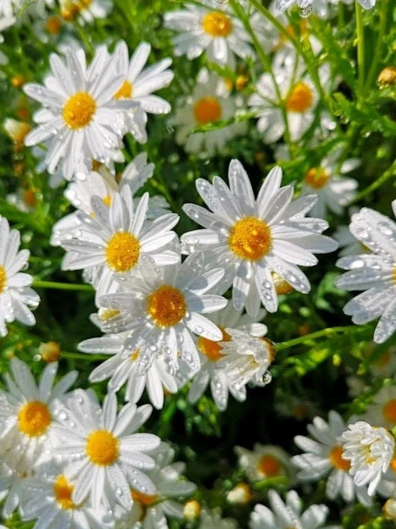 Organic Shasta Daisy Seeds – Heirloom Leucanthemum × superbum, 100+ Pack, USA Grown