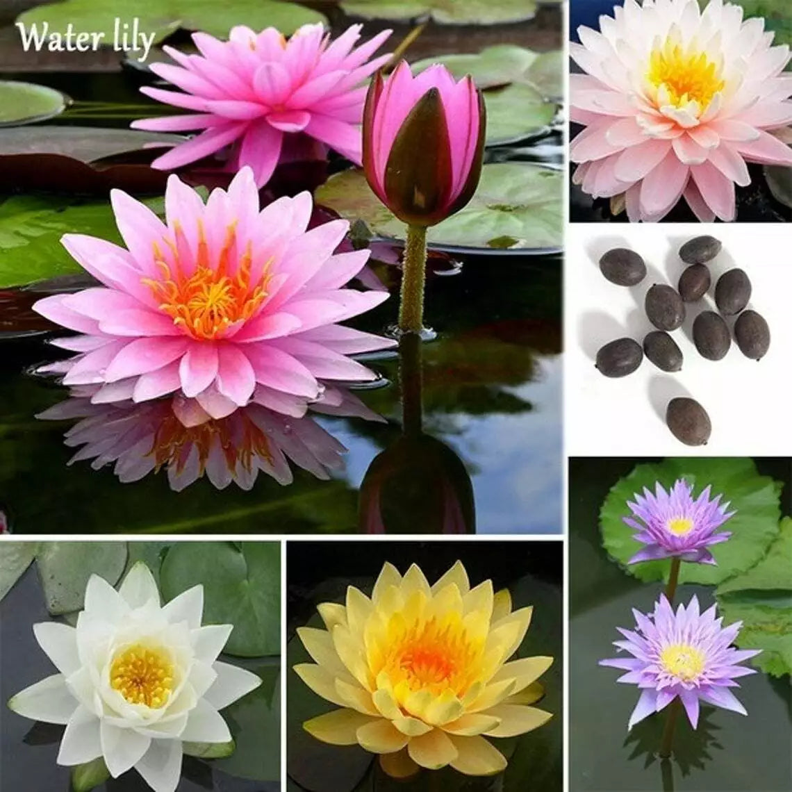Bonsai Lotus Seeds - 10 Pack - Water Flowering Plant with Lily Pad - Nelumbo nucifera