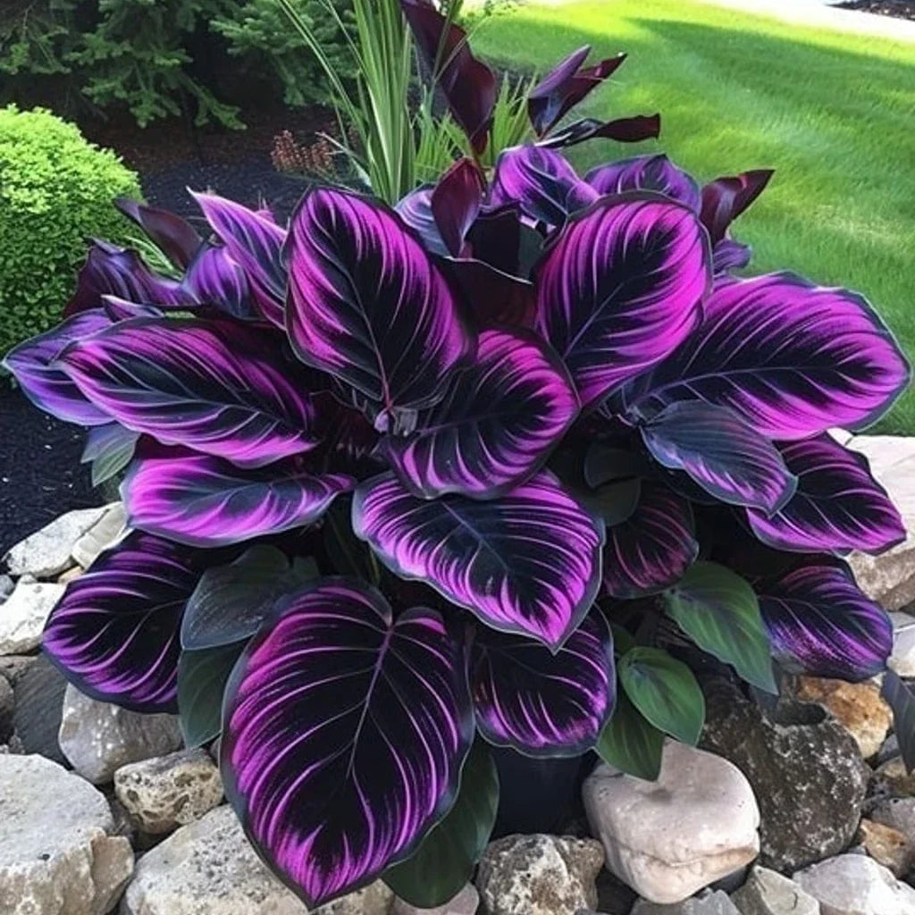 Purple Tip Calathea Couture Seeds – Indoor/Outdoor Calathea makoyana with Striking Purple Tips, 25+ Seeds
