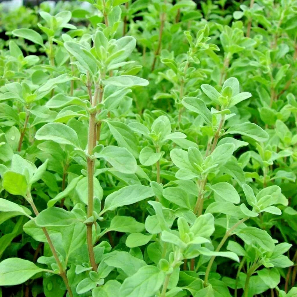 Organic Sweet Marjoram Seeds - 1001+ Count for Indoor & Outdoor Gardening - Origanum majorana Herb Seed Pack