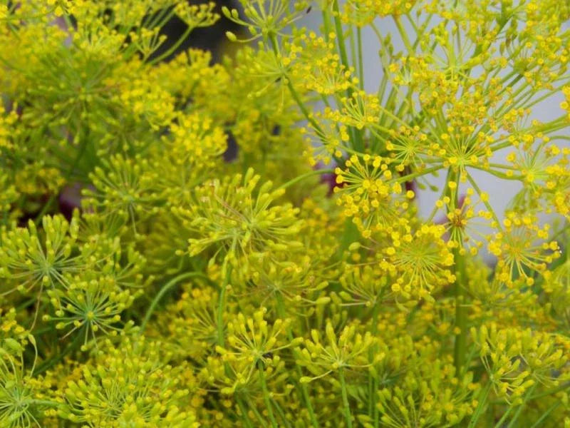 Bouquet Dill Seeds - 360 Organic Anethum graveolens Herb Seeds - GroCo USA