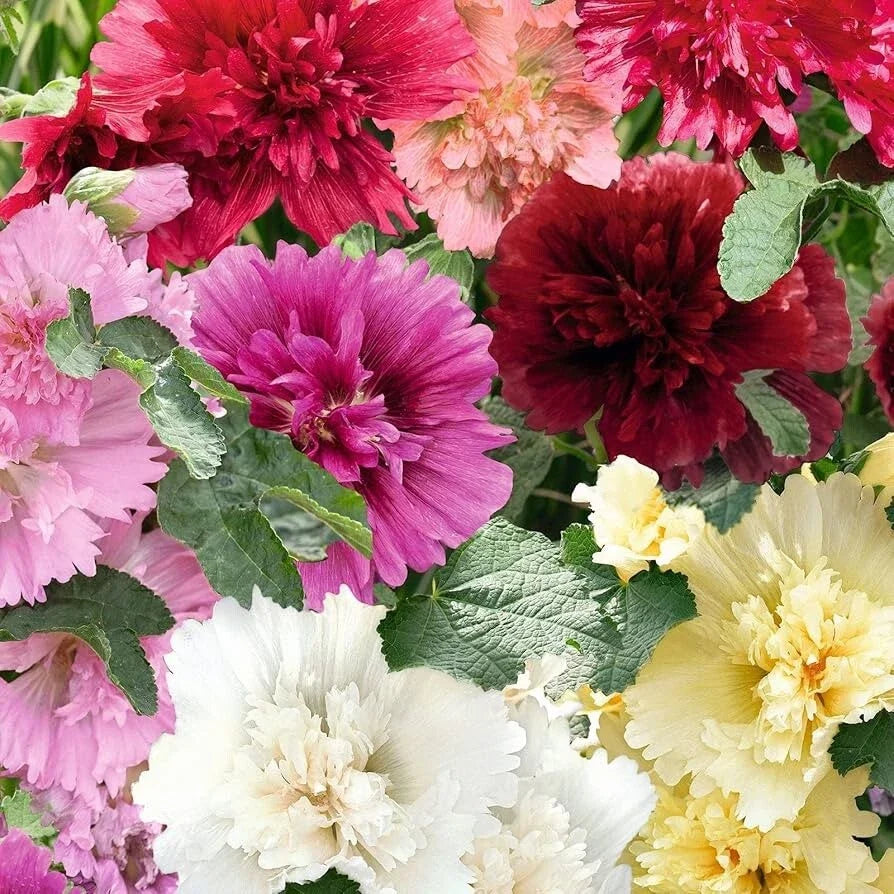 Hollyhock Seeds - 40 Summer Carnival Mix - Perennial Flowers - Alcea rosea