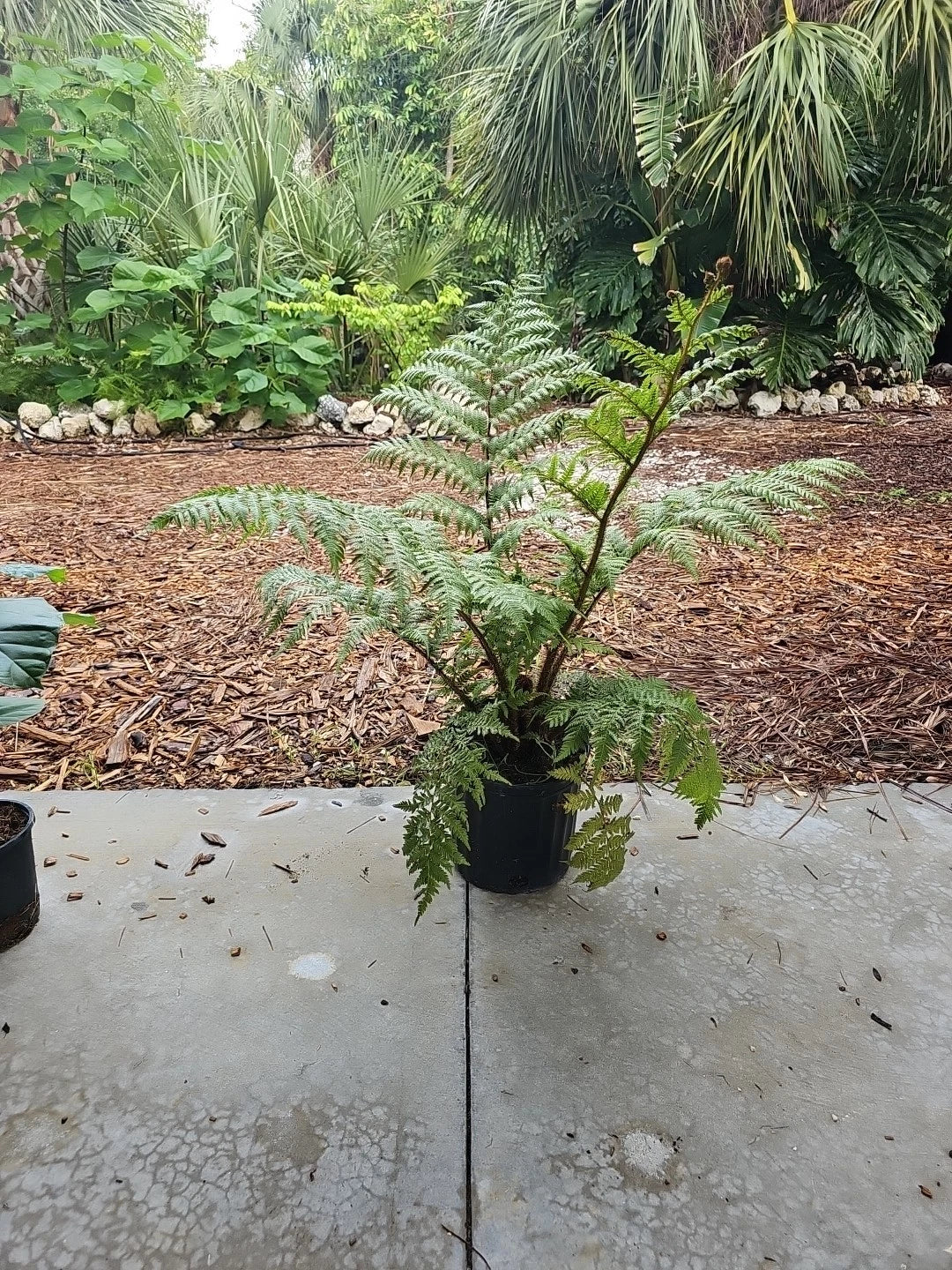 XXL Australian Tree Fern Live Plant 42" Cyathea Cooperi Indoor Outdoor Green Foliage