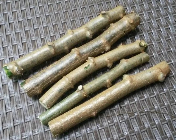 Cassava Cuttings 4 Pack Sweet Jamaica Red Manihot Esculenta Organically Grown for Home Gardens