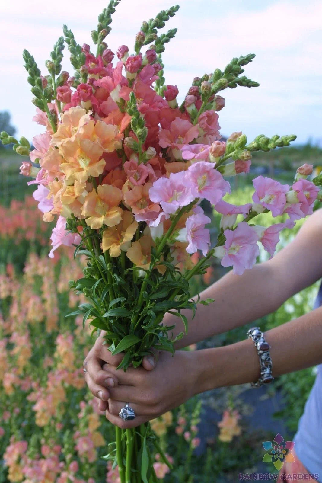 Chantilly Mix Snapdragon Seeds - 1000+ Antirrhinum majus Garden Flower Seeds for Borders & Cut Flowers