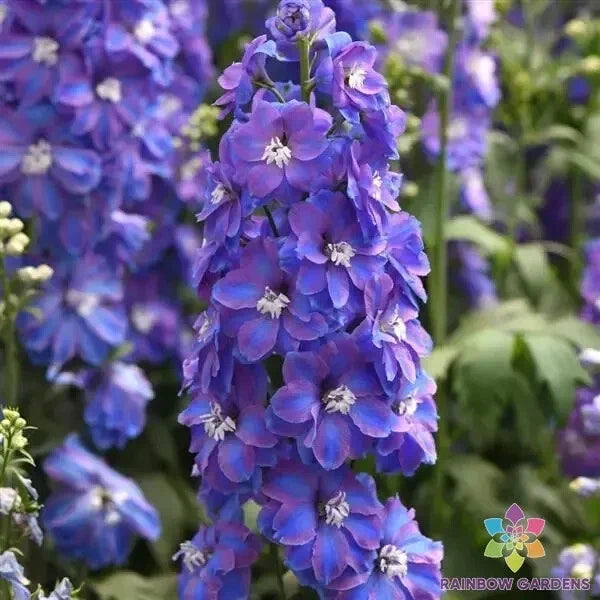 Delphinium Seeds - 200+ Guardian Lavender Flower Seeds for Garden - Delphinium elatum, Perennial, Lavender Blooms