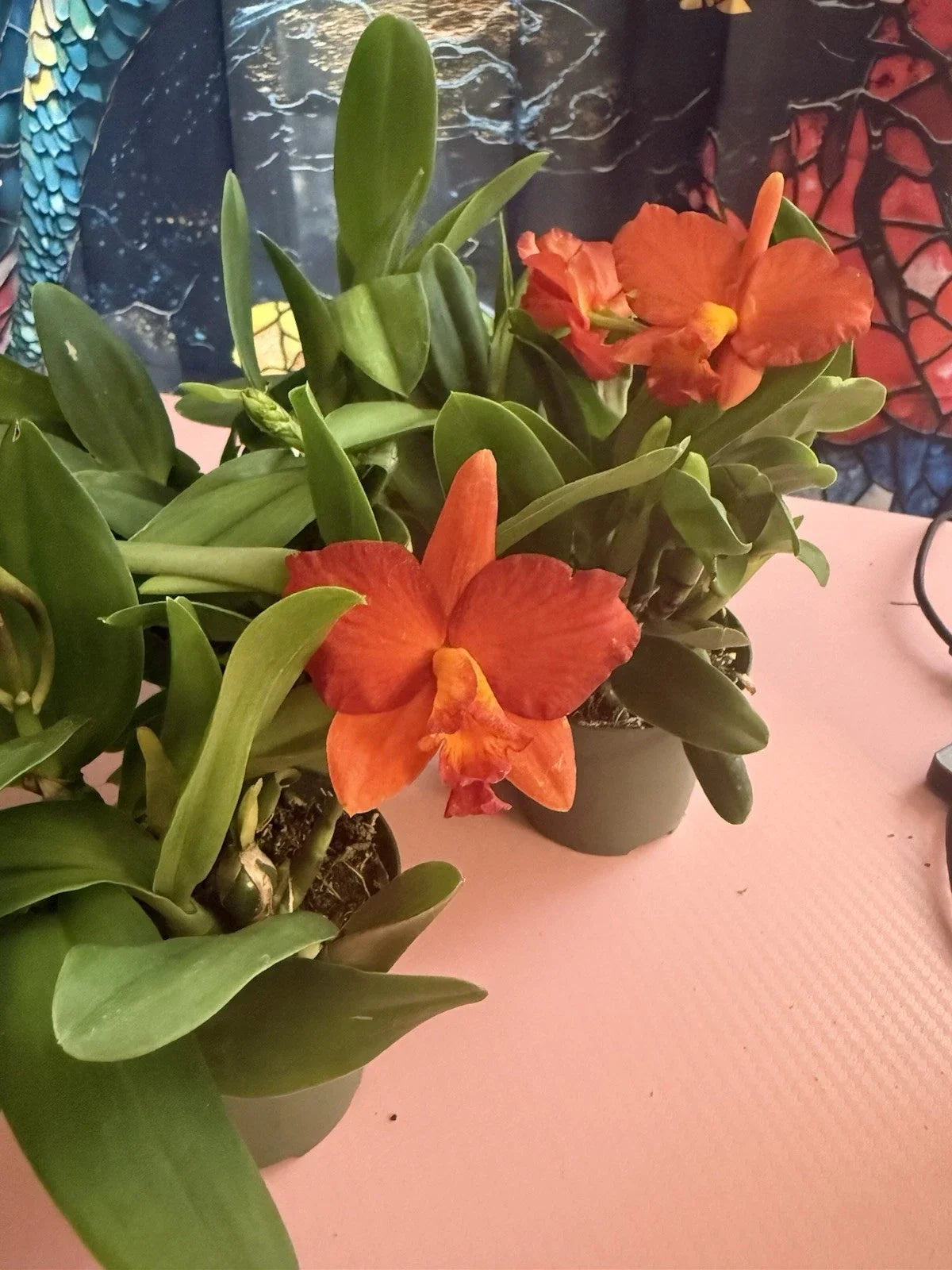 Cattleya Orchid Plant Bare Root with Buds - Short Stem, Epiphytic, Indoor/Outdoor Flowering Orchid