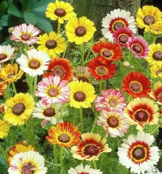 Painted Daisy Seeds - Mixed Colors - Perennial Flowers for Butterflies and Pollinators - Leucanthemum spp.