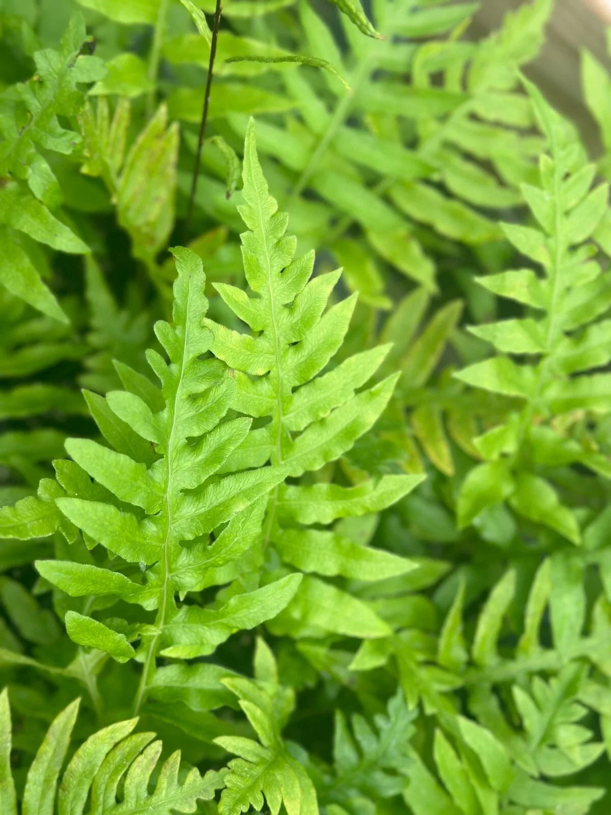 Leatherwood Fern Bare-root Plant | Fast-Growing Evergreen with Blue-Green Fronds | Dicksonia antarctica