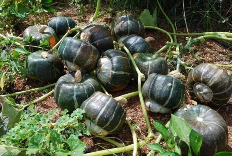 Organic Buttercup Winter Squash Seeds – Cucurbita maxima – Heirloom, Non-GMO, USA Grown, Bountiful Harvest, Fall & Winter Gardening