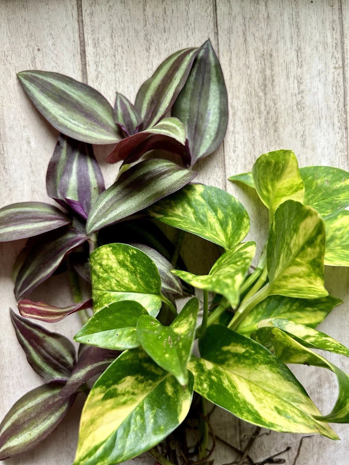 Rooted House Plant Cuttings Pack – Pothos & Wandering Jew (Epipremnum aureum & Tradescantia zebrina) for Indoor Decor