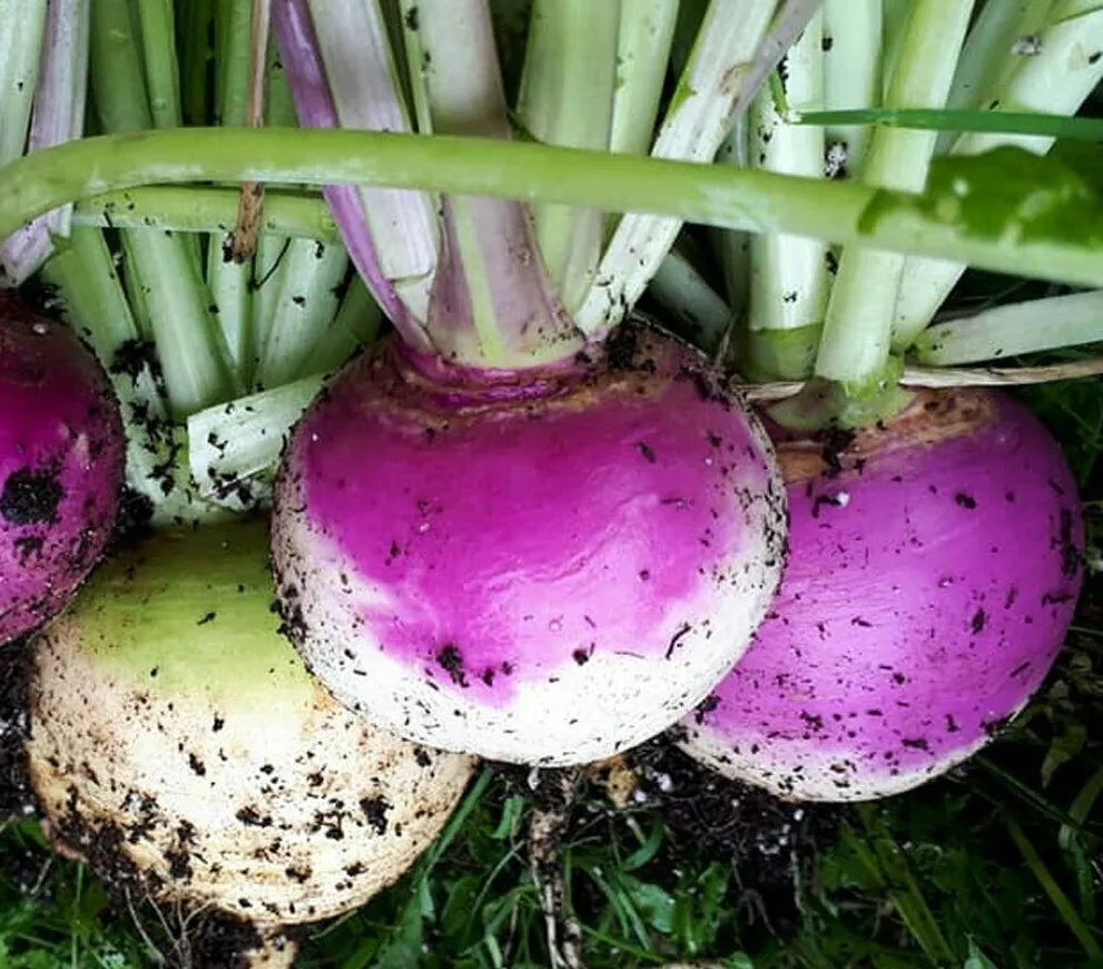 Purple Top Turnip Seeds 1000+ Brassica rapa Vegetable Garden Culinary Soup Stew